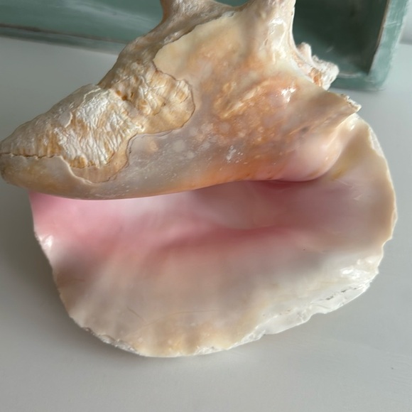Queen Conch Shell Pink Interior Nautical Beach Decor Natural Sculpture - Picture 8 of 11
